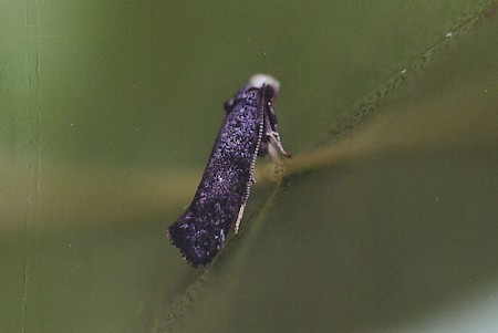 Paraswammerdamia nebulella