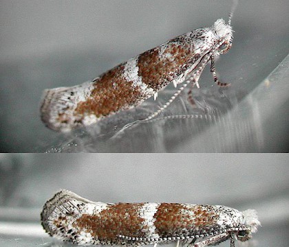 Adult &bull; Fleet, Hampshire, reared from larva &bull; &copy; Rob Edmunds
