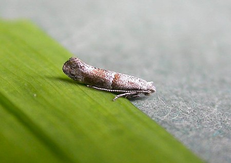 Cedestis subfasciella