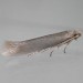 Adult • Hampshire, gen. det. R. Edmunds. Reared from larva. • © Rob Edmunds