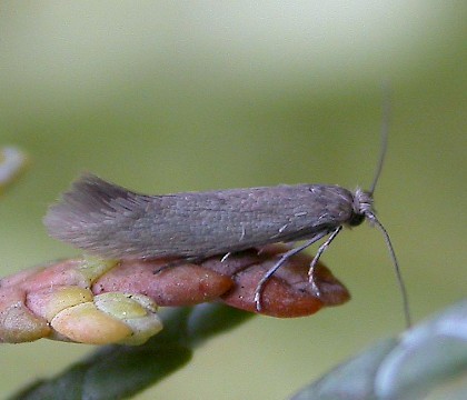 Adult • Dunham Massey, Altrincham, Cheshire. Reared from pupa. • © Ben Smart