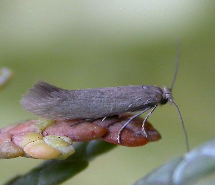 Adult &bull; Dunham Massey, Altrincham, Cheshire. Reared from pupa. &bull; &copy; Ben Smart