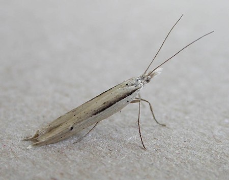 Ypsolopha mucronella