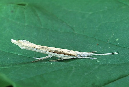 Ypsolopha mucronella