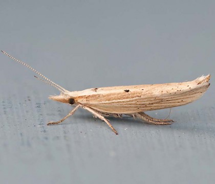 Adult • South Uist, Outer Hebrides • © Chris Johnson