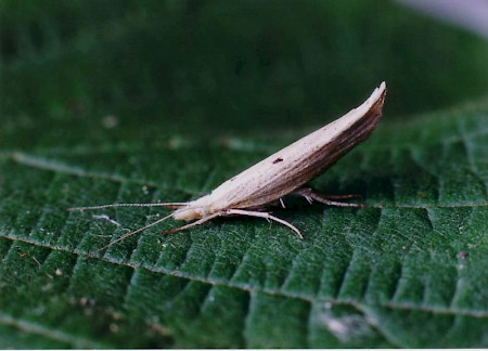 Ypsolopha nemorella