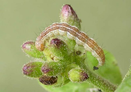 Honeysuckle Moth Ypsolopha dentella