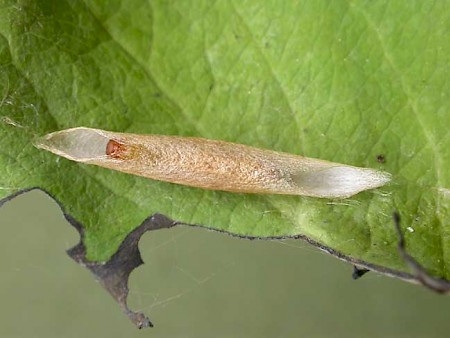 Honeysuckle Moth Ypsolopha dentella