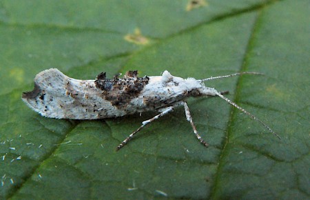 Ypsolopha asperella