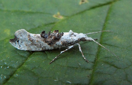 Ypsolopha asperella