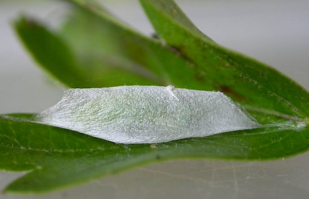 Ypsolopha scabrella