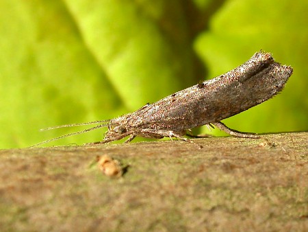 Ypsolopha horridella