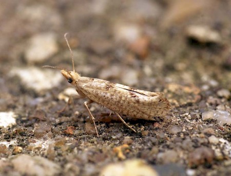 Ypsolopha alpella