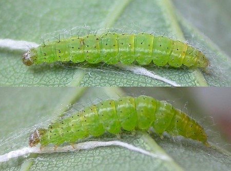 Ypsolopha sylvella