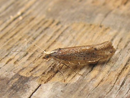 Ypsolopha parenthesella