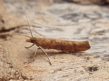 Ypsolopha ustella