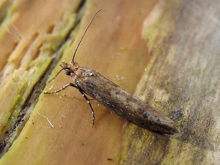 Ypsolopha ustella