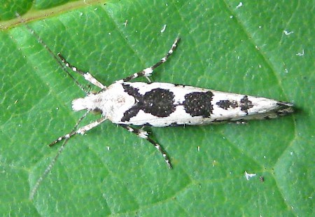 Ypsolopha sequella