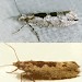 Adults • Upper: ex larva on Ulmus procera, Chesh. Lower: to MV Derbys. July. • © Ian Smith