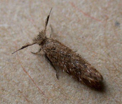 Adult • Guernsey, Channel Islands • © Mark Lawlor