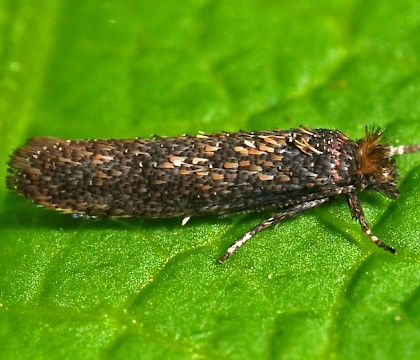 Ypsolophidae