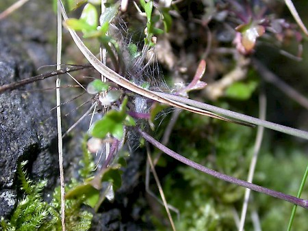 Plutella haasi