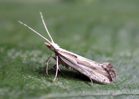 Plutella porrectella