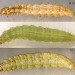 Larvae • On Hesperis matronalis. Early May and July. Derbyshire. Imagines reared. • © Ian Smith