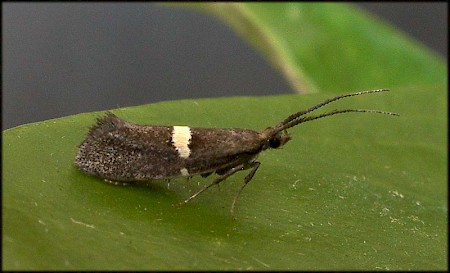 Eidophasia messingiella