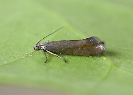 Glyphipterix thrasonella