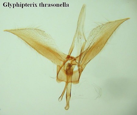 Glyphipterix thrasonella