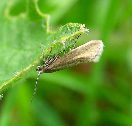 Glyphipterix fuscoviridella