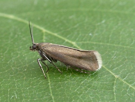 Glyphipterix fuscoviridella