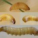 Larvae • Astley Moss • © Ben Smart