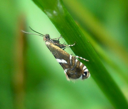 Adult &bull; Plumpton Wood, Northamptonshire, June &bull; &copy; Hilary Erenler
