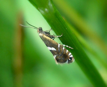 Glyphipterix forsterella