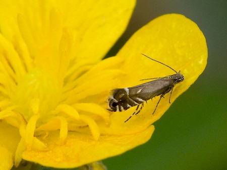 Cocksfoot Moth Glyphipterix simpliciella