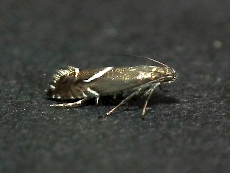 Glyphipterix schoenicolella