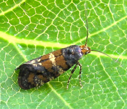 Adult • Painswick Hill, Glos, reared from mine • © Guy Meredith