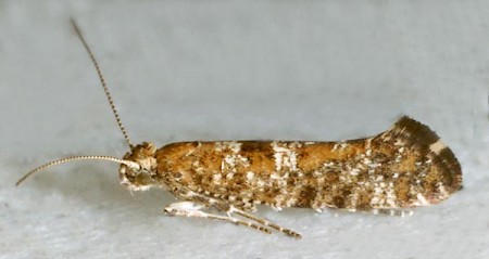 Digitivalva pulicariae