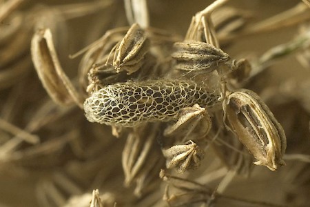 Leek Moth Acrolepiopsis assectella