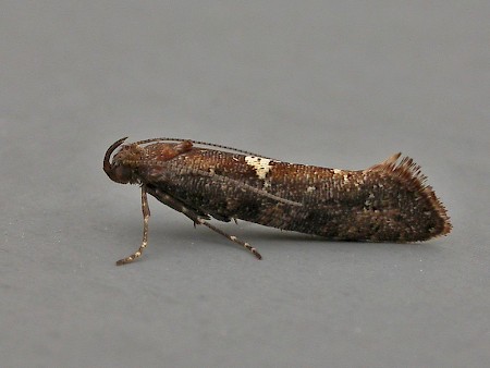 Acrolepiopsis betulella