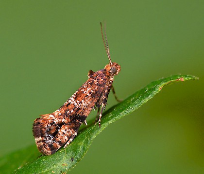 Adult • Ex mine on Solanum dulcamara, Halesowen, W. Midlands • © Patrick Clement