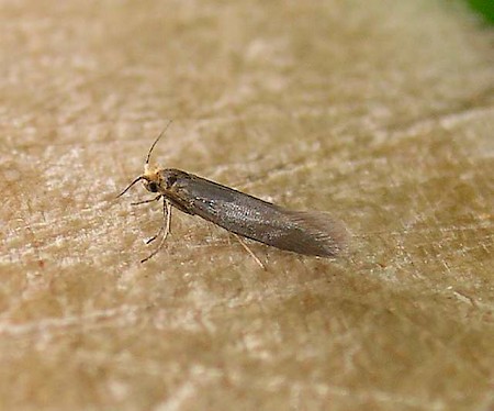 Argyresthia laevigatella