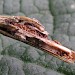 Feeding • Twig of larch (Larix), opened to show feeding site and frass left behind. Portsmouth, Hants. • © Ian Thirlwell