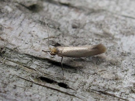 Argyresthia glabratella