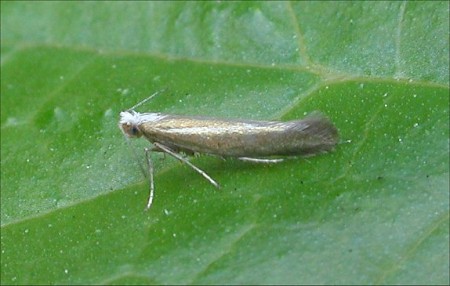 Argyresthia arceuthina