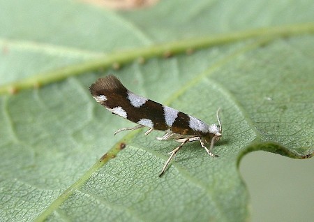 Argyresthia brockeella