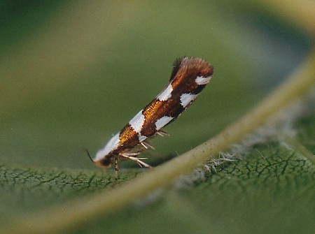 Argyresthia brockeella