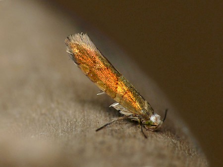 Argyresthia brockeella